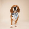 Hanukkah dog bandana- Peace Love Light Shop