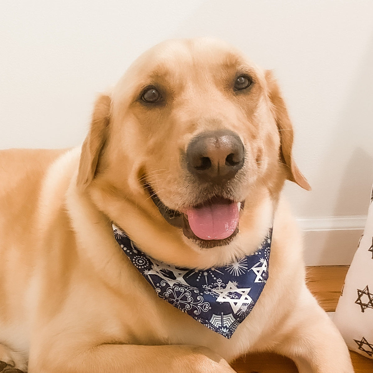 Hanukkah dog shop bandana