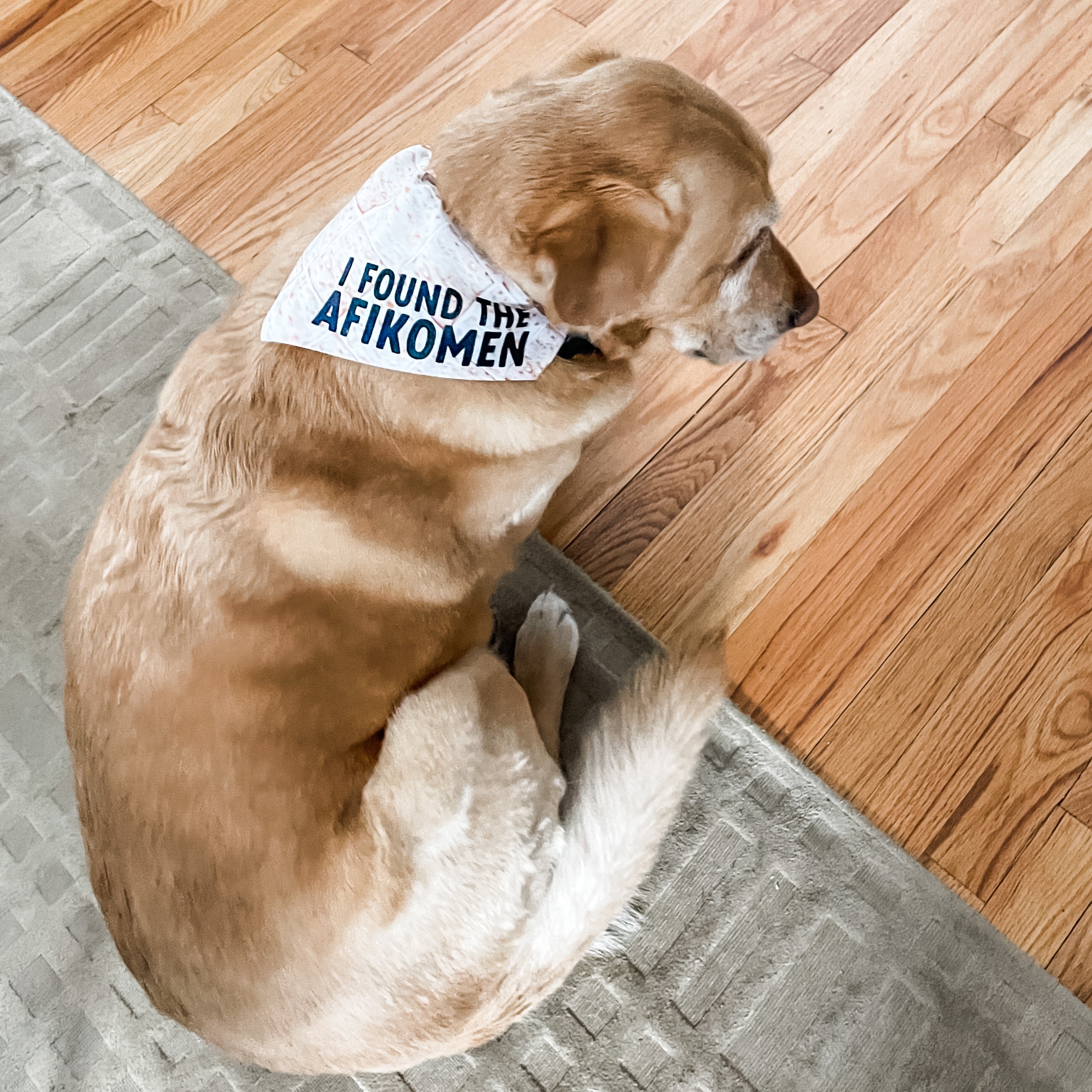 Passover dog bandana, I found the afikoman- Peace Love Light Shop