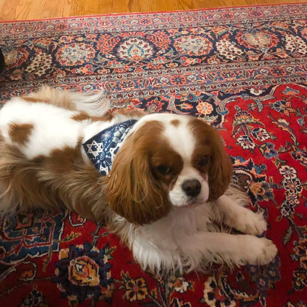 Star of David Dog Bandana, Jewish Holiday Bandana - Peace Love Light Shop